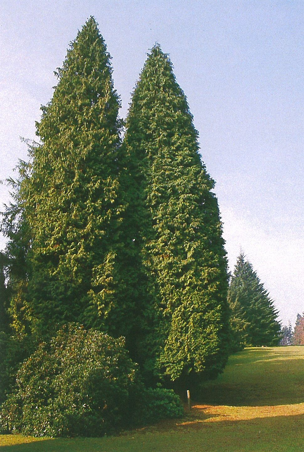 Conifers